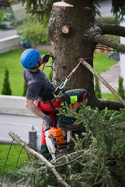 Best Arborist Consultation Services  in Ata, OK